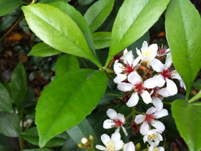 画像 車輪 梅 894809