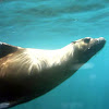 Galápagos sea lions