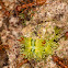 Limacodidae caterpillar attacked by weaver ants