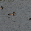 Common Pochard + Great Crested Grebe