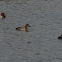 Common Pochard + Great Crested Grebe