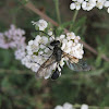 Grass-carrying Wasp