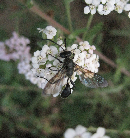 Grasscarrying Wasp Project Noah