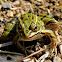 Northern leopard frog