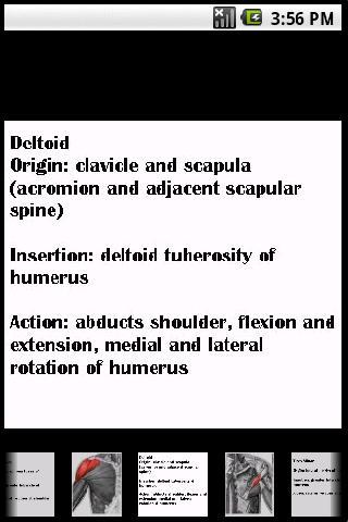 Muscle Image FlashCards Screen 2