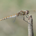 Variegated Meadowhawk Dragonfly (female)