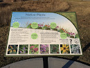 Native Plants