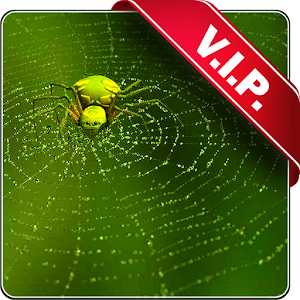Download Web with spider live wallpaper APK for Laptop Download Android APK GAMES, APPS for LAPTOP