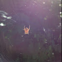 Spotted orb weaver