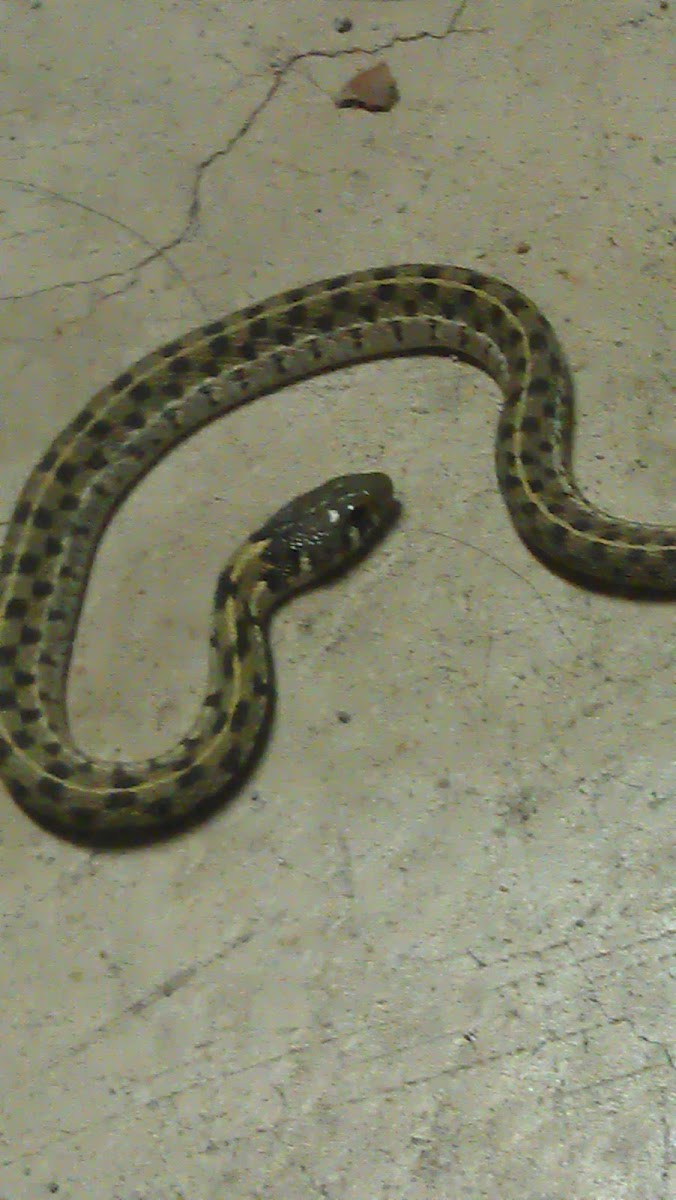 Checkered Garter Snake
