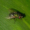 green bottle fly