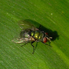 green bottle fly