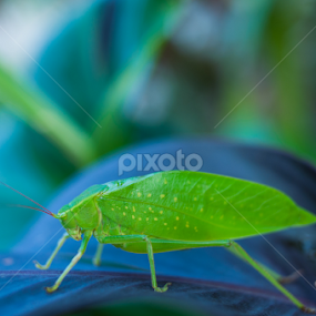 Green katydid by Dong Bui - Uncategorized All Uncategorized