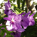 Purple Vanda Hybrid Orchid