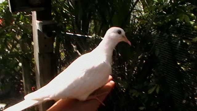 Domestic Rock Pigeon
