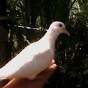 Domestic Rock Pigeon