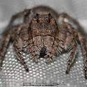 Lynx Spider