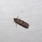 Phycitinae moth