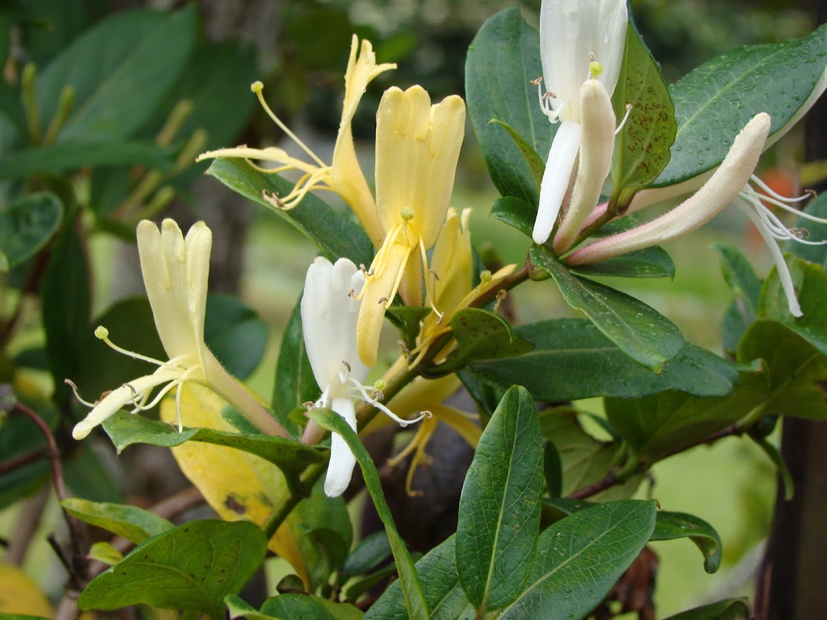 Japanese Honeysuckle  