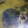 Amboina box turtle
