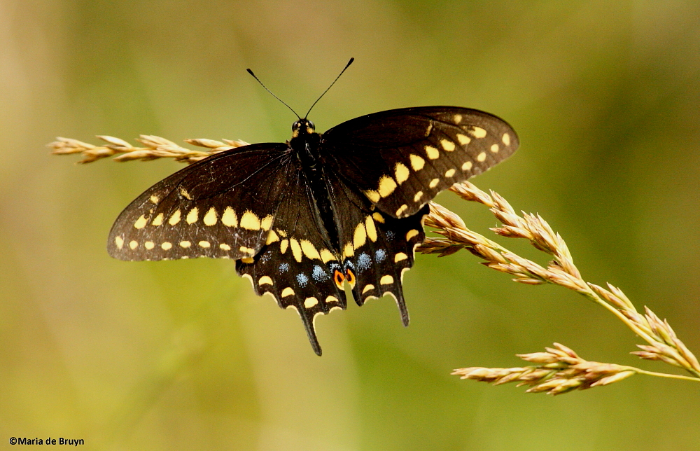 Eastern black swallowtail, male