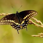 Eastern black swallowtail, male