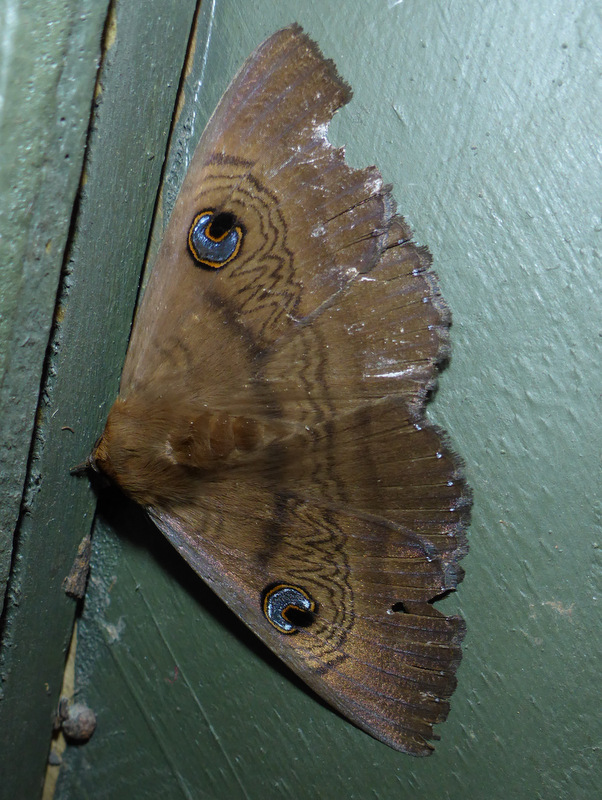 Southern Old Lady Moth