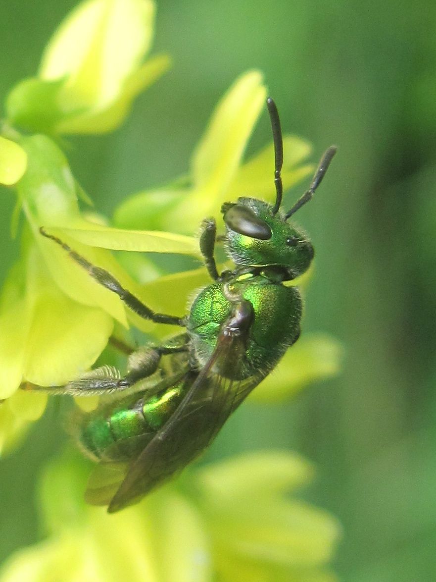 Gold-Green Sweat Bee