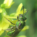 Gold-Green Sweat Bee
