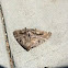 Snout moth