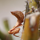 European Dwarf Mantis