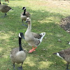 Brown African Goose x Graylag Hybrid