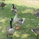Brown African Goose x Graylag Hybrid