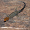Orange headed gecko