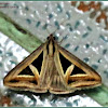 Four-triangled Noctuid Moth