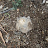 Marginated tortoise shell (καβούκι κρασπεδοχελώνας)