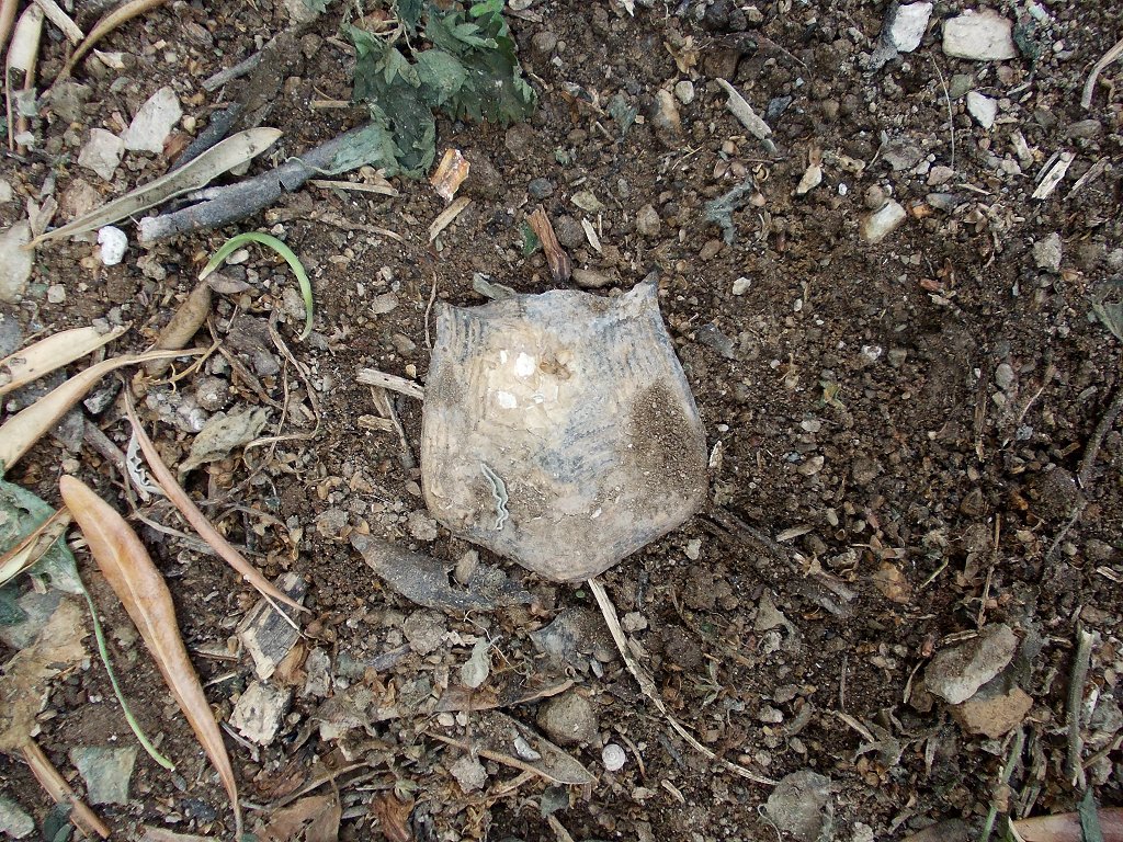 Marginated tortoise shell (καβούκι κρασπεδοχελώνας)