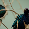 Greater Blue-eared Glossy-starlings