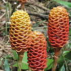 Beehive ginger