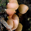 unidentified bracket fungus
