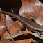 Keeled Indian Mabuya , Many-keeled Grass Skink or "golden skink