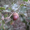 Quercus coccifera (Coscoja)