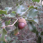 Quercus coccifera (Coscoja)