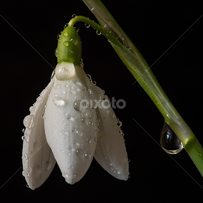 Tear Drop by Martin Crush - Flowers Single Flower