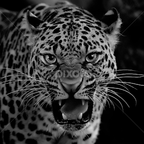 Look at you by Roy Ardy - Animals Lions, Tigers & Big Cats