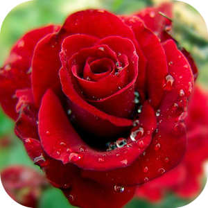 Multicolored Roses.apk 1.1.1