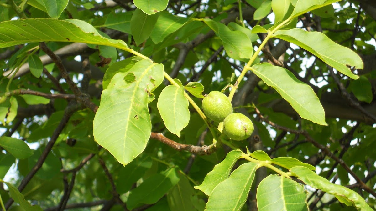 walnut tree, Walnussbaum