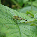 Scorpion Fly - male