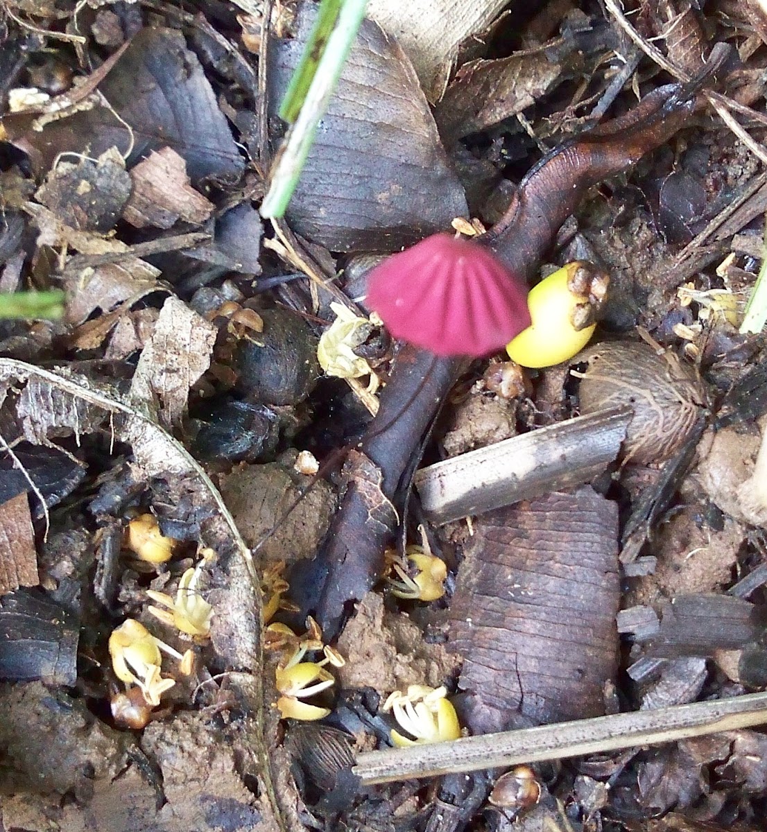 Purple Pinwheel Mushroom