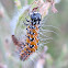 Genista Broom Moth Caterpillars